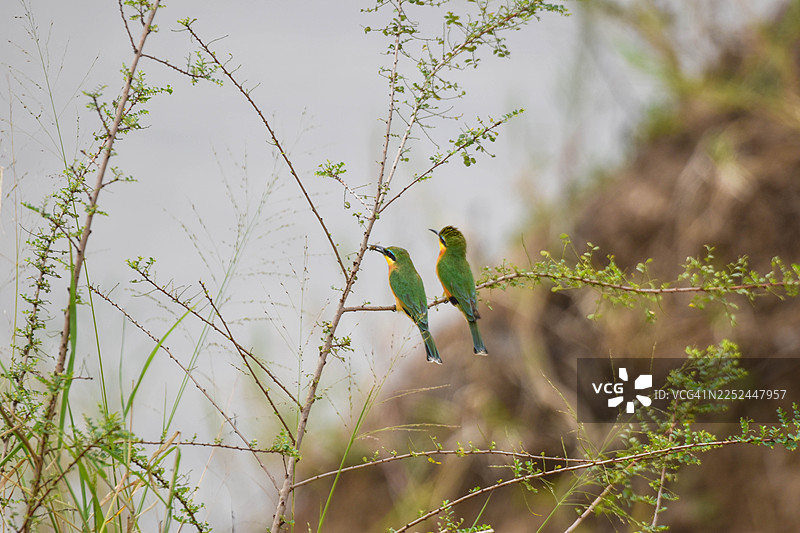 两只小蜂鸟栖息在自然栖息地的细树枝上图片素材