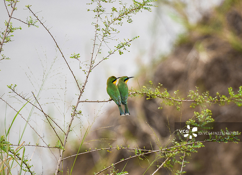 两只鲜绿色的食蜂鸟栖息在自然户外环境中，停在一根纤细的树枝上图片素材