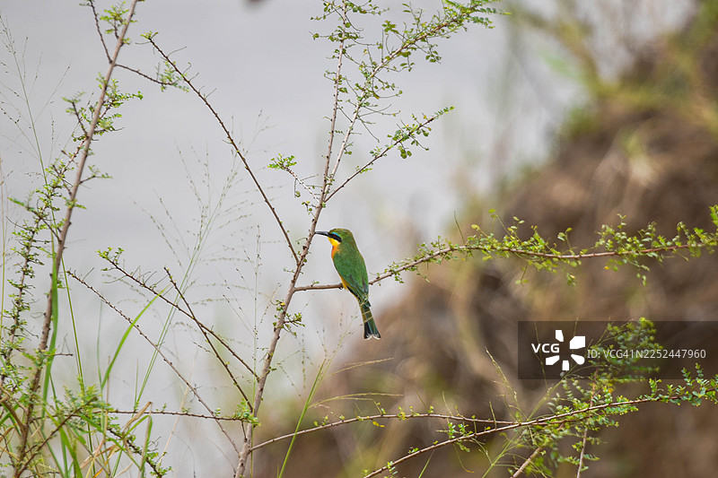 仰视拍摄的美丽小型食蜜鸟栖息在树枝上的自然景象图片素材