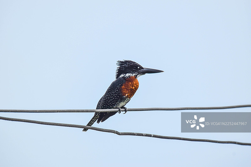 一只巨翠鸟栖息在电线上，背景是湛蓝的天空图片素材