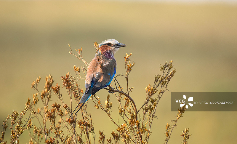 紫胸佛法僧在自然栖息地的植物上栖息的特写图片素材
