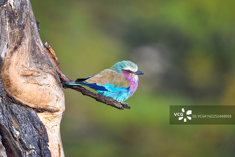 特写：一只色彩斑斓的紫喉佛法僧栖息在自然栖息地的树枝上图片素材