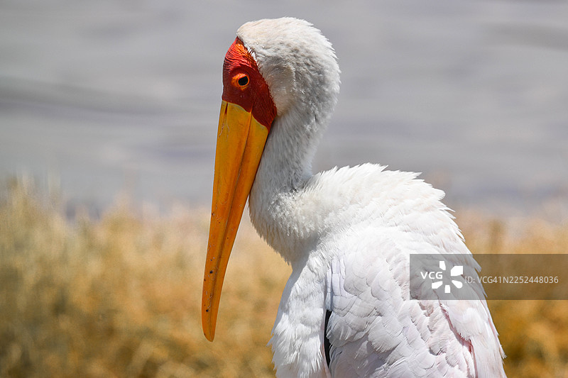 特写一只黄嘴鹳，其色彩鲜艳的橙色和黄色喙在自然环境中图片素材