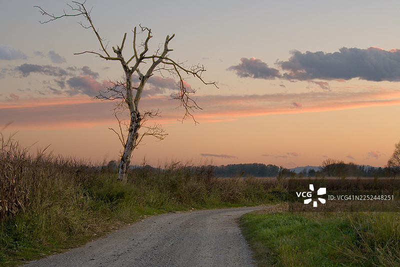 一条砾石路蜿蜒穿过乡村景色，一棵枯树映衬着色彩鲜艳的日落天空，唤起一种宁静和季节变幻的感觉，意大利伊夫雷亚图片素材
