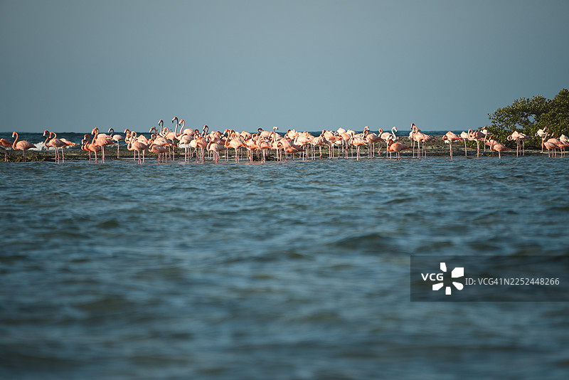 一群火烈鸟在清澈的天空下，站立在浅海水中图片素材