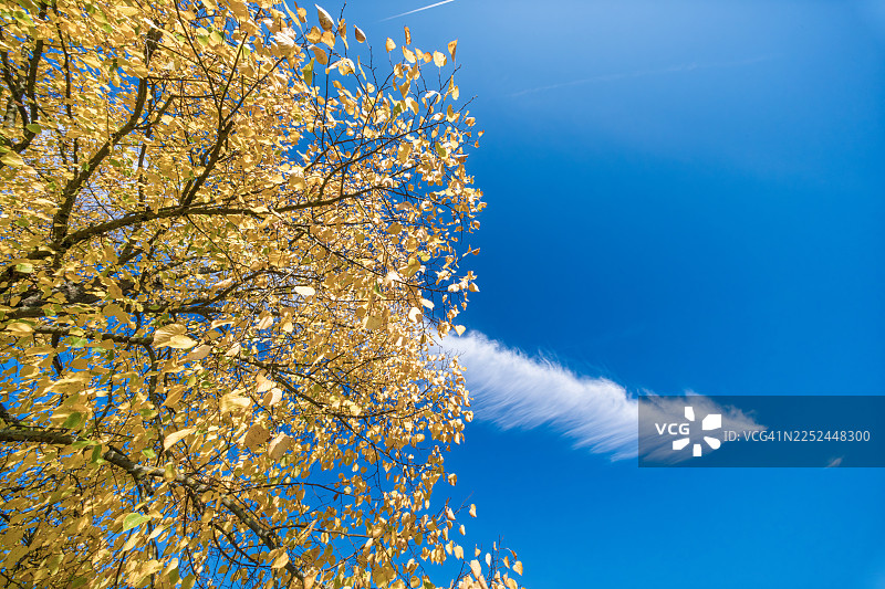 从低角度拍摄，明亮的蓝天伴着一缕缕白云，映衬着充满活力的黄色秋叶图片素材