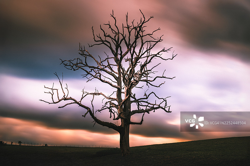 田野上空，一棵光秃秃的树在生机勃勃的日落天空映衬下投下戏剧性的剪影图片素材