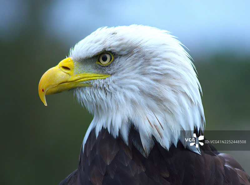 特写侧面的雄伟白头海雕，眼神锐利如黄色的眼睛图片素材