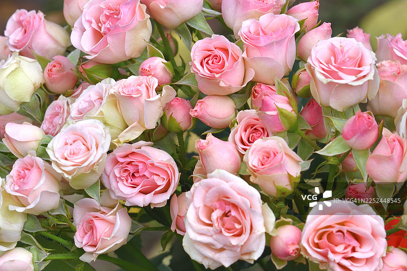 粉色玫瑰和花蕾的鲜艳花束特写，象征着美丽与浪漫图片素材
