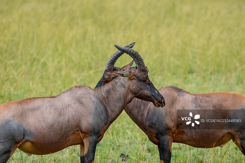 两只托皮羚羊在草地稀树草原景观中角斗图片素材