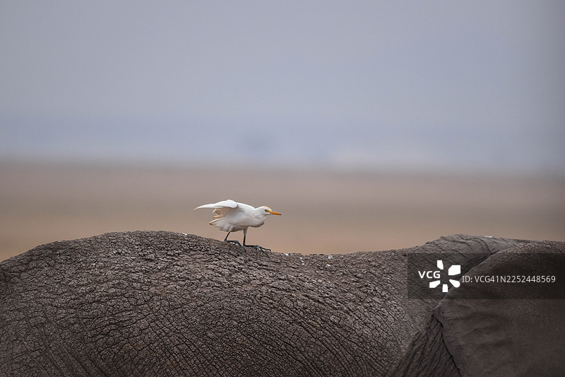 牛背鹭栖息在非洲象的背上，背景为草原图片素材