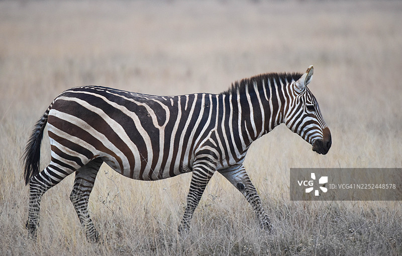 斑马在草原上走过干草的侧视图图片素材