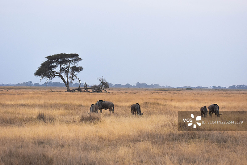 非洲草原上，一群角马在晴朗的天空下悠闲地吃草图片素材