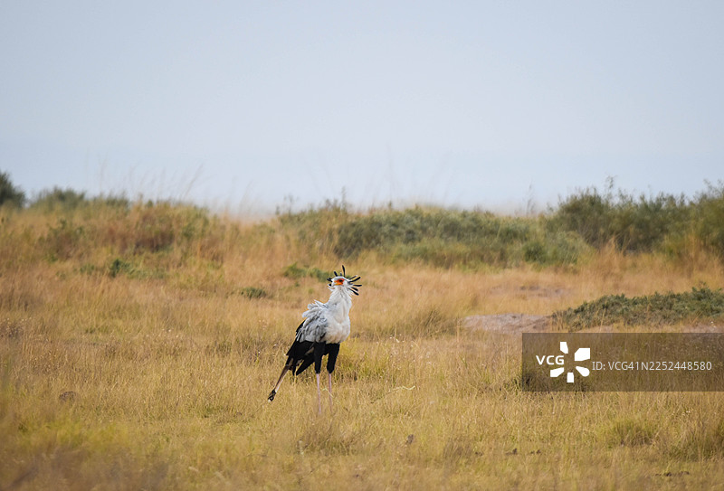 草原上的秘书鸟图片素材