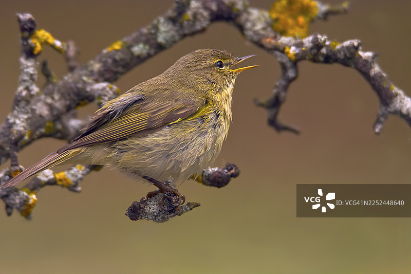 一只张着嘴的小鸟，栖息在长满苔藓的树枝上，在自然环境中鸣叫的特写图片素材