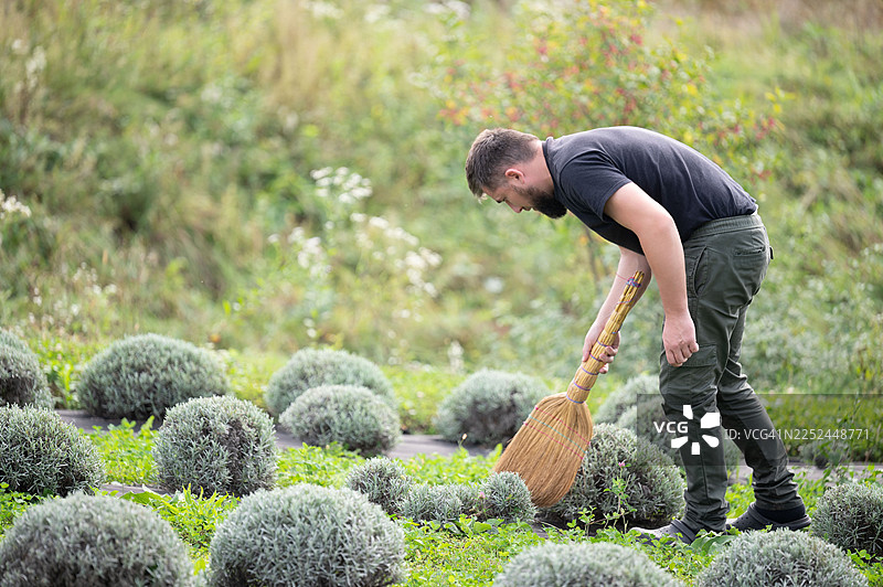 男人在田野里用扫帚扫干薰衣草花图片素材