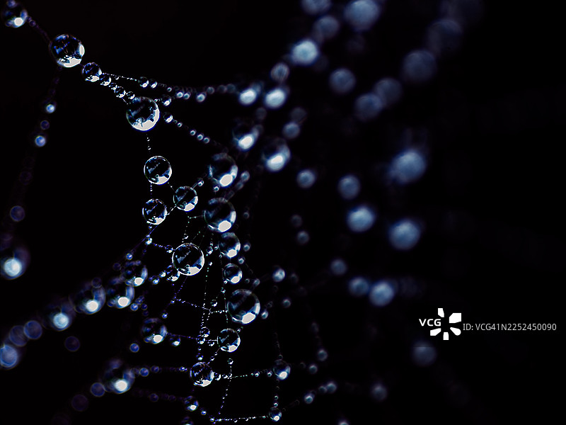 深色背景下，蜘蛛网上闪闪发光的水滴特写图片素材
