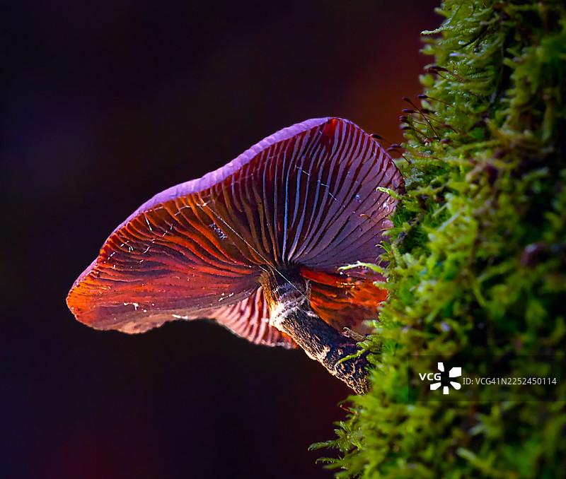 黑暗森林中，长在苔藓树皮上的发光蘑菇的特写图片素材