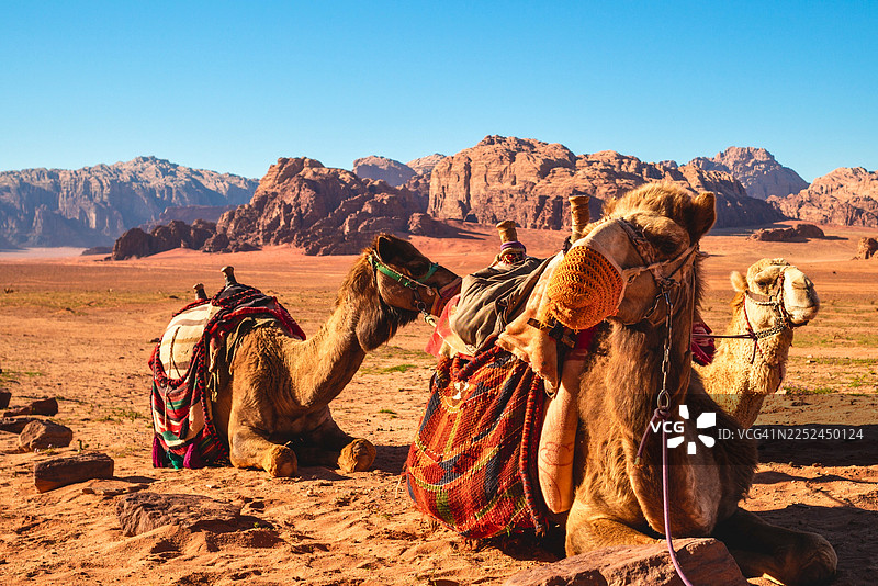 两只驮着马鞍的骆驼在乔丹瓦迪拉姆广阔干旱的沙漠景观中，在晴朗的蓝天下休息图片素材