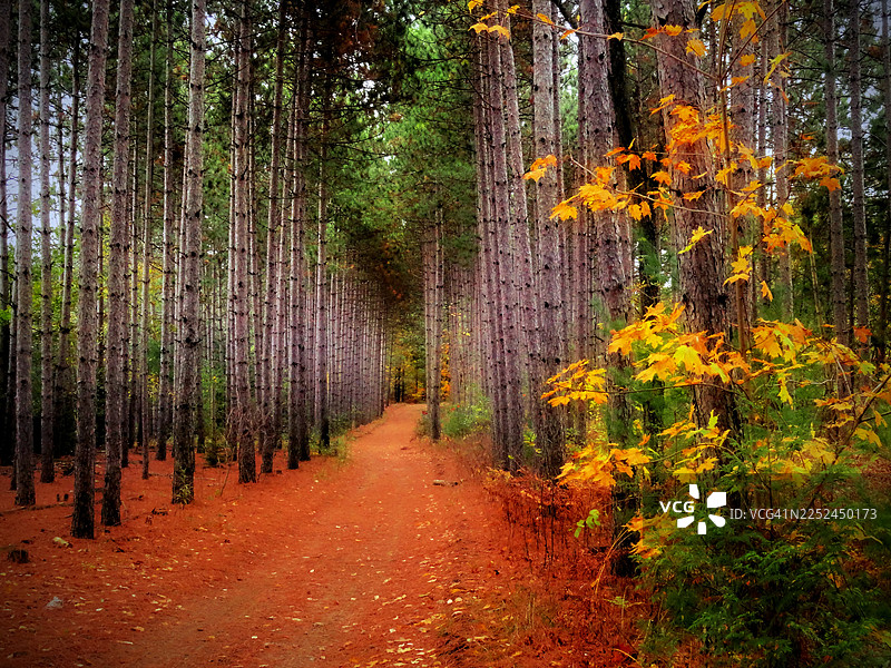 加拿大惠特比的加纳拉斯卡森林，一条生机勃勃的秋日林间小道，两旁是高大的松树和金黄的落叶。图片素材