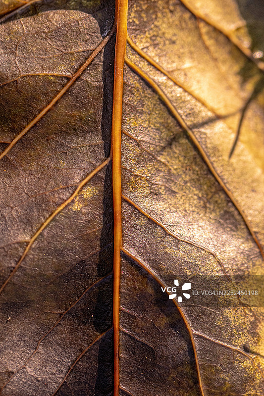 特写镜头，一片干枯的秋叶，叶脉纹理精细，叶柄突出，展现其质感和自然纹理图片素材