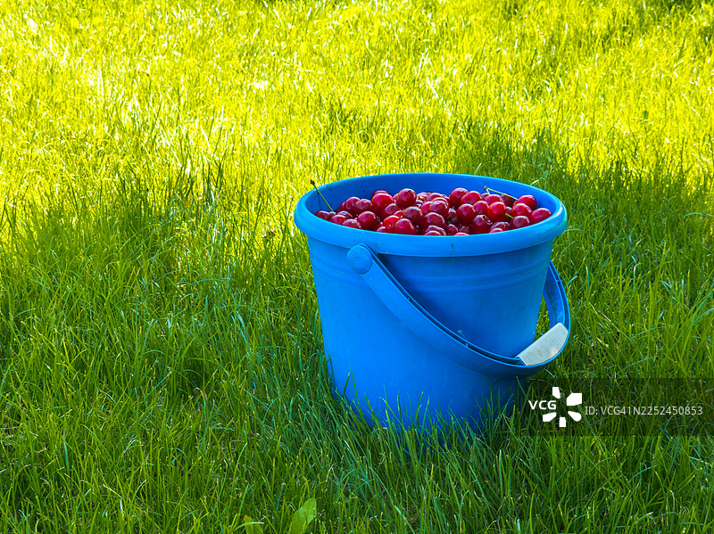 阳光明媚的绿色花园里，刚采摘的成熟红樱桃装满了蓝色水桶图片素材