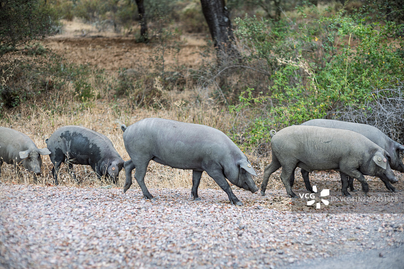 西班牙安达卢西亚乡村路边的西班牙黑猪觅食图片素材