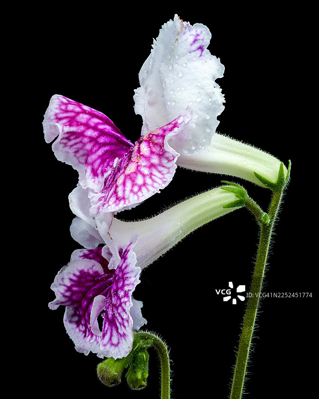 特写镜头下，一朵生机勃勃的粉白相间的花朵，上面点缀着水滴，背景是纯粹的黑色，突显了其娇嫩的质感和精巧的纹理。图片素材