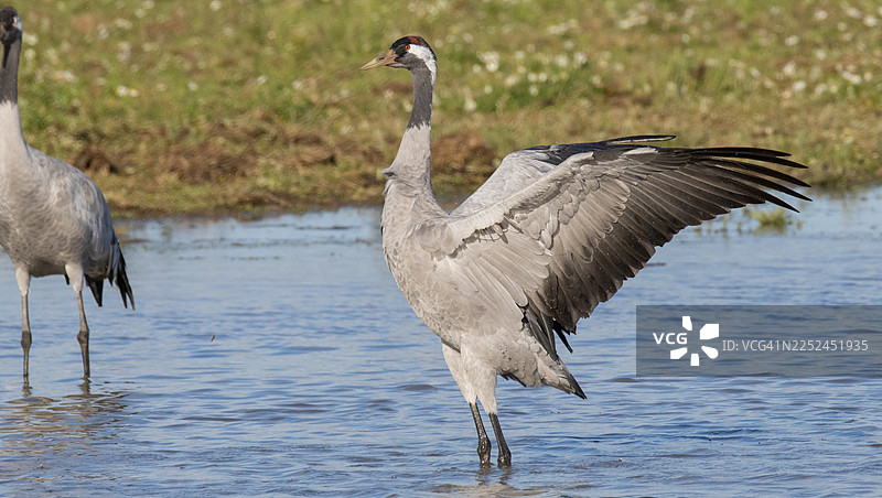 仙鹤在水中展开翅膀图片素材