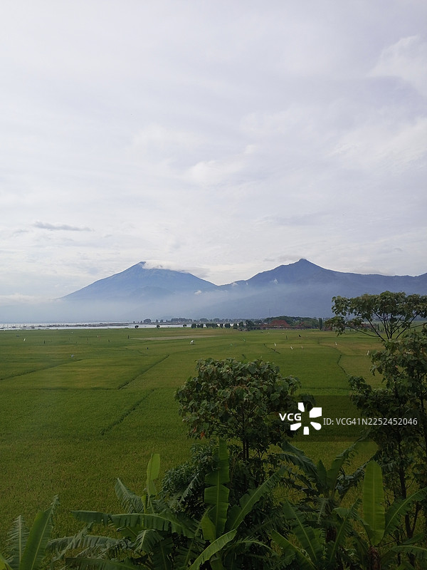 绿意盎然的稻田在多云天空下延伸至远山，背景中可见湖泊，印度尼西亚安巴拉瓦区图片素材
