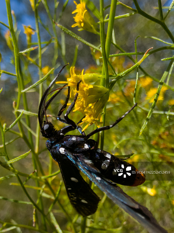 特写一只黑色飞蛾，翅膀上有白色斑点和蓝色，停在一朵鲜艳的黄花上，展现了大自然精妙的细节图片素材
