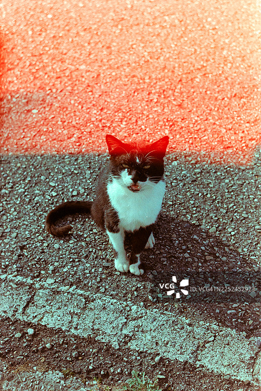 穿着燕尾服的猫坐在沥青路面上，带有复古胶片色调图片素材
