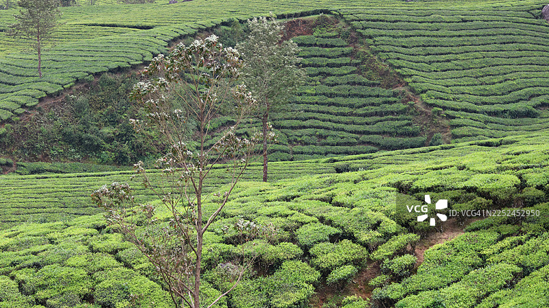 翠绿的茶园在连绵起伏的山丘上，展现出农业之美和自然纹理，印度，穆纳尔图片素材