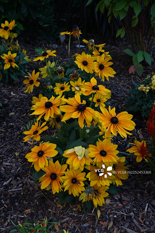 花园里，深色覆盖物旁盛开着鲜艳的黄色黑眼苏珊花。图片素材