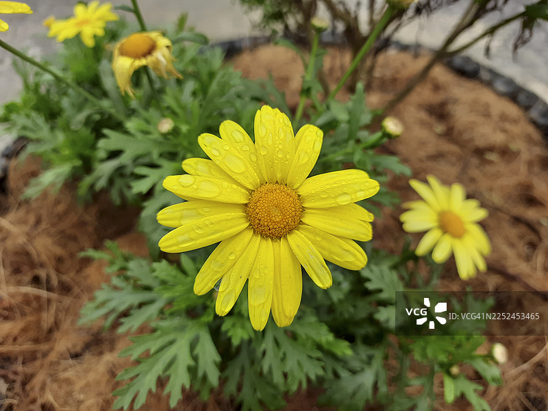 特写一朵鲜艳的黄色花朵，花瓣上沾有水滴，周围环绕着绿叶和棕色覆盖物。图片素材