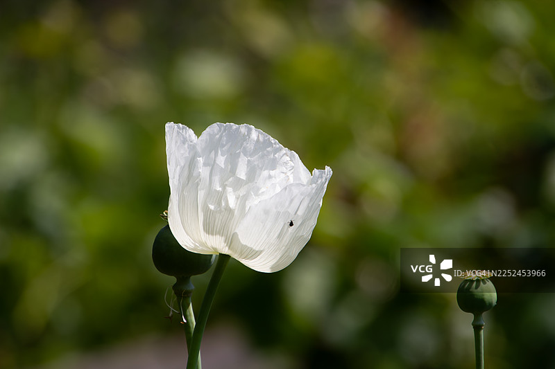 一朵精致的白色开花植物的特写，花瓣上有一只小昆虫，背景是柔和的绿色。图片素材