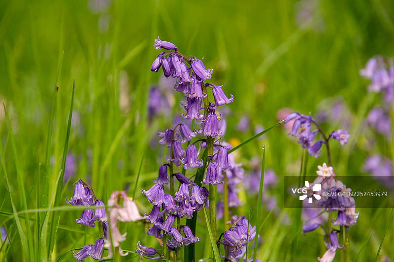 特写镜头下，一片生机勃勃的紫色花朵在葱郁的绿野中绽放，展现着大自然的壮丽之美图片素材