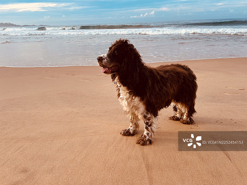 一只快乐的狗狗站在沙滩上，在蓝天下眺望着海浪。图片素材