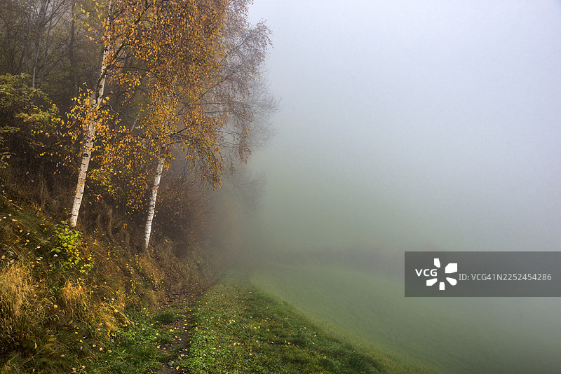 秋日清晨薄雾笼罩下的金色桦树林与草地，意大利布列萨农，卡雷多区图片素材