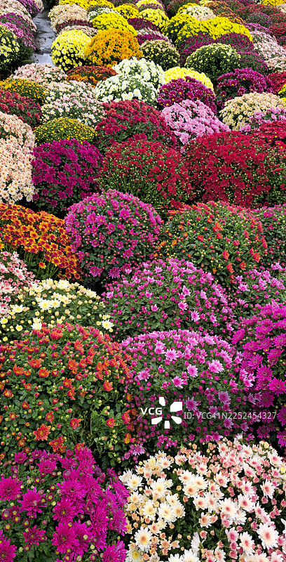 花园或苗圃中色彩缤纷的开花植物的全幅鲜艳展示图片素材