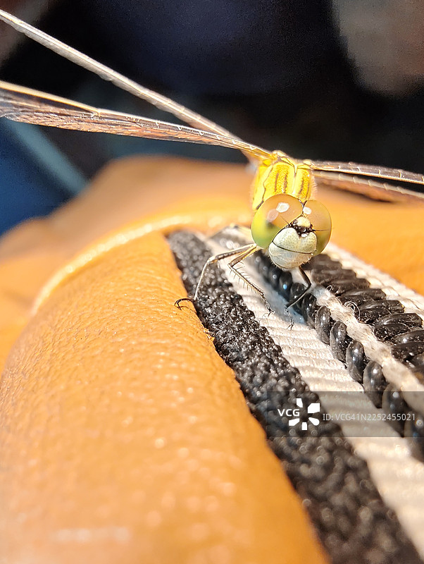 特写：一只蜻蜓栖息在纺织品表面图片素材