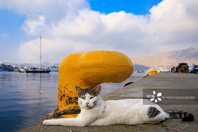 一只白色虎斑猫在海港和山峦的背景下，悠闲地躺在混凝土码头上，旁边是一个巨大的黄色系船柱。图片素材
