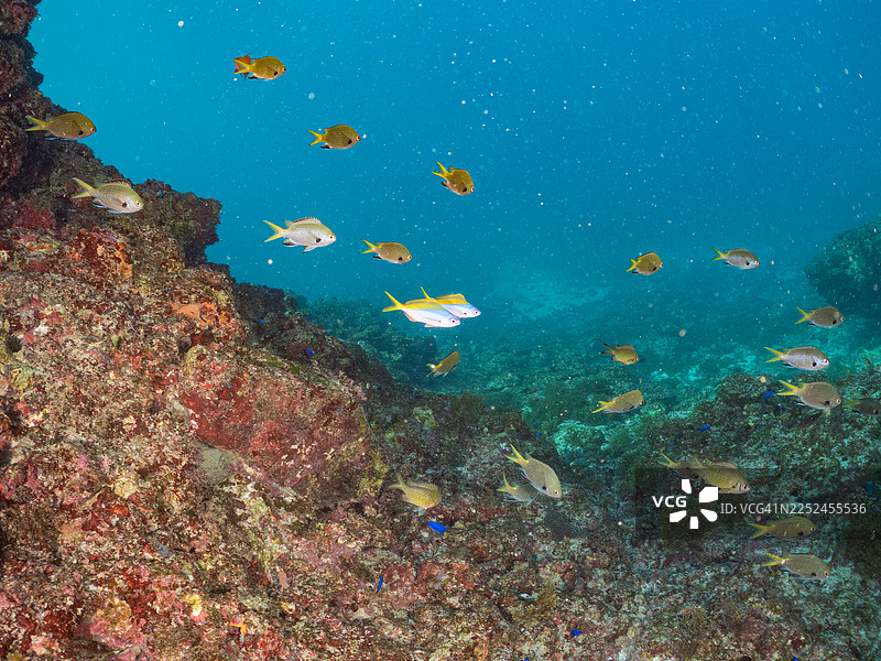 黄尾拟鳞鮨、蓝尾拟鳞鮨、金带拟鳞鮨、北方黄点鮨、海黄金、天宫雀鲷等。仲间浦海滩图片素材