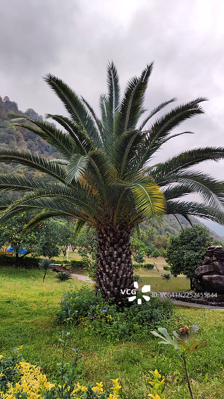 仰视视角拍摄的郁郁葱葱的绿色棕榈树，背景是多云的天空，周围环绕着其他树木和自然环境中的树叶。图片素材