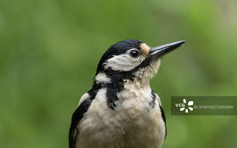 特写镜头：一只斑啄木鸟栖息在户外，背景为柔和的绿色。图片素材