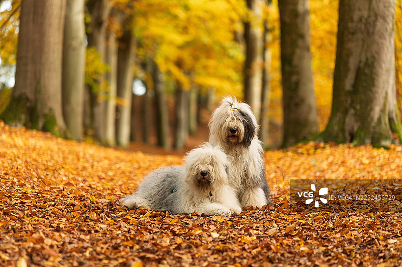 两只老式英国牧羊犬坐着和躺着，身处在森林小径的落叶秋叶中，小径两旁是树木。图片素材