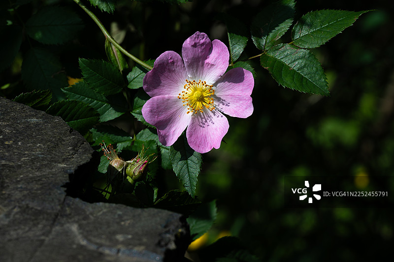 自然光下，一株生机勃勃的粉色开花植物，带有绿叶的特写镜头图片素材