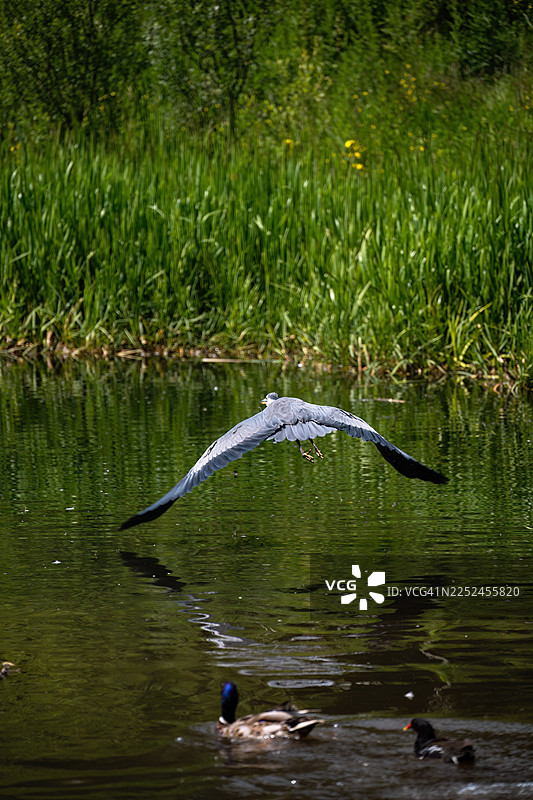 一只灰鹭舒展翅膀，优雅地翱翔在宁静的湖面上，背景是郁郁葱葱的绿色植物和其他水禽。图片素材