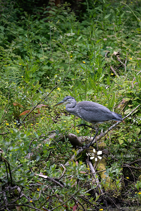 一只灰鹭优雅地站立在长满苔藓的树枝上，周围环绕着茂密的绿色植物和黄色小花，置身于自然的湿地环境中图片素材