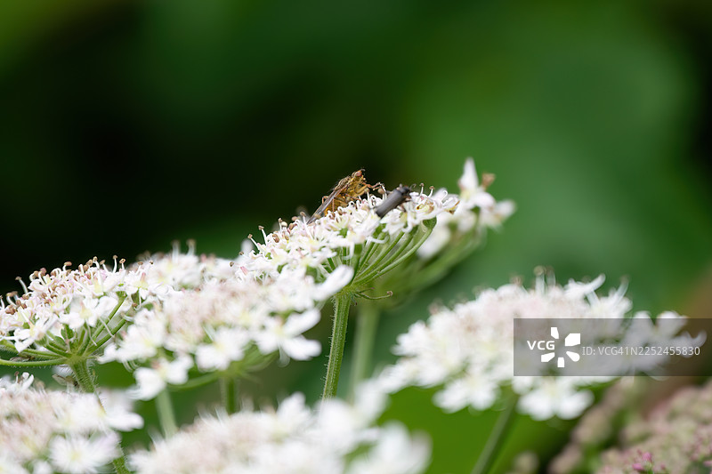 深绿色背景下，白色开花植物的特写，上面有昆虫图片素材